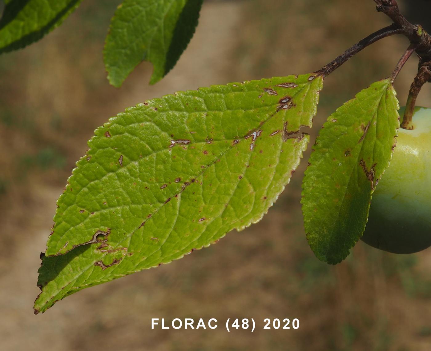 Plum, Domestic leaf